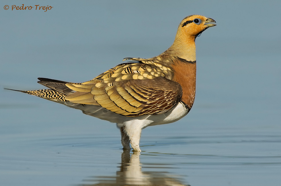 Ganga ibérica (Pterocles alchata)